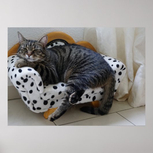 Schlafkatze Poster (Vorne)