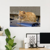 Schlafkatze Poster (Heimbüro)