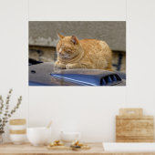 Schlafkatze Poster (Küche)