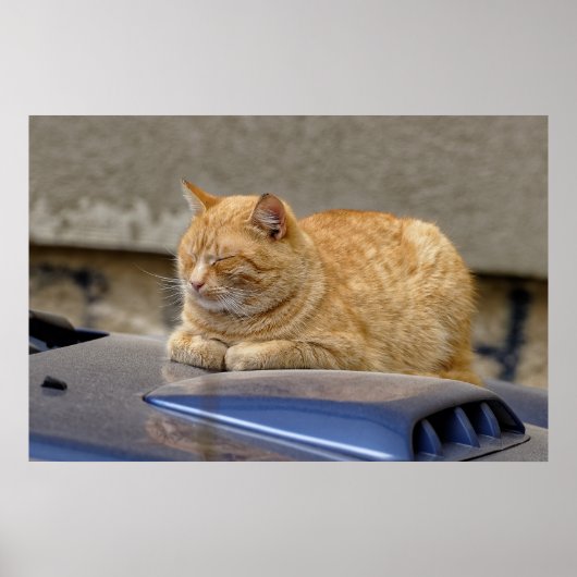 Schlafkatze Poster (Vorne)