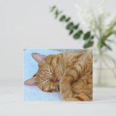 Schlafkatze Postkarte (Stehend Vorderseite)
