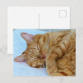 Schlafkatze Postkarte (Vorne/Hinten)