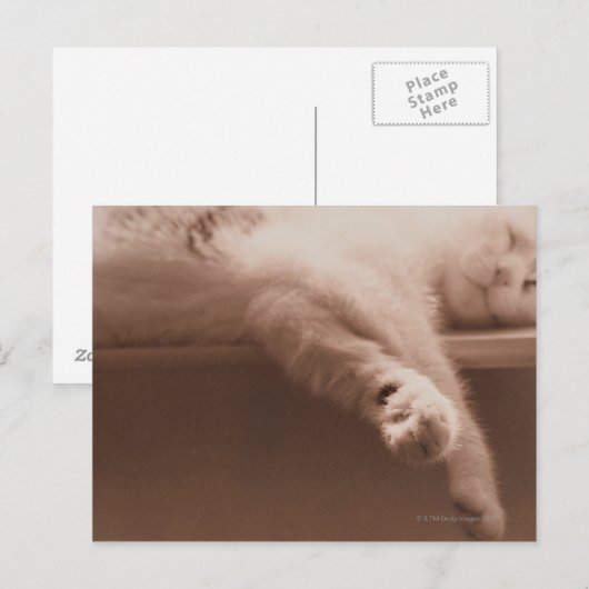 Schlafkatze Postkarte (Vorne/Hinten)