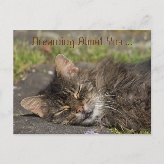 Schlafkatze Postkarte (Vorderseite)