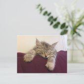 Schlafkatze Postkarte (Stehend Vorderseite)