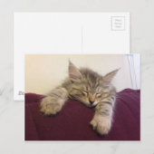 Schlafkatze Postkarte (Vorne/Hinten)