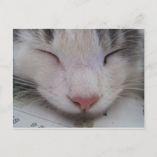 Schlafkatze Postkarte