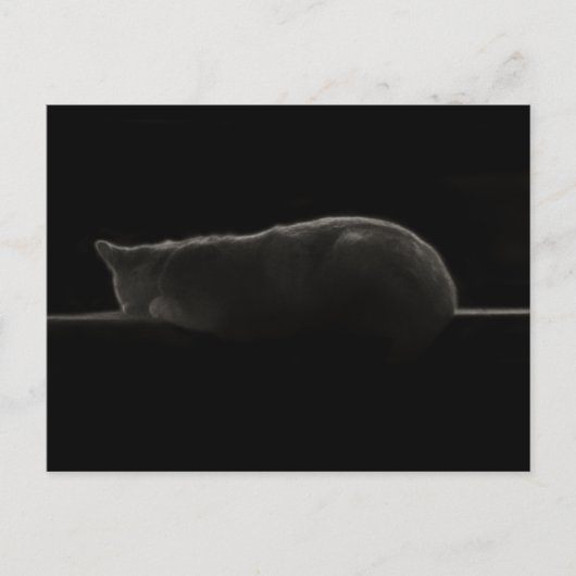 Schlafkatzen-Fotografie Postkarte (Vorderseite)