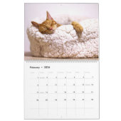 Schlafkatzen & Kittens Niedlich Kitty 2020 Kalender (Feb 2026)