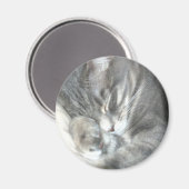 Schlafkatzen-Magnet Magnet (Vorderseite/Rückseite)
