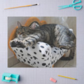 Schlafkatzenpapier Seidenpapier (Basteln)