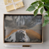 Schlafkatzenpapier Seidenpapier (Geschenk)