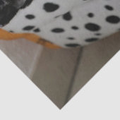 Schlafkatzenpapier Seidenpapier (Detail)