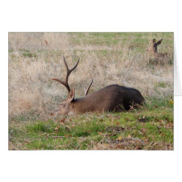 Schlafkeule/Weck mir für den Kuchen