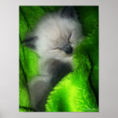 Schlafkitt Poster (Vorne)