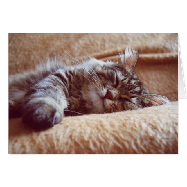 Schlafkitten (Vorderseite (Horizontal))