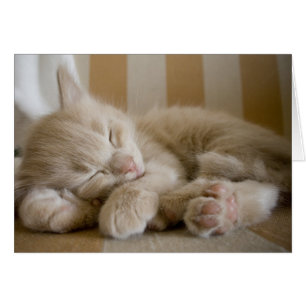 Schlafkitten