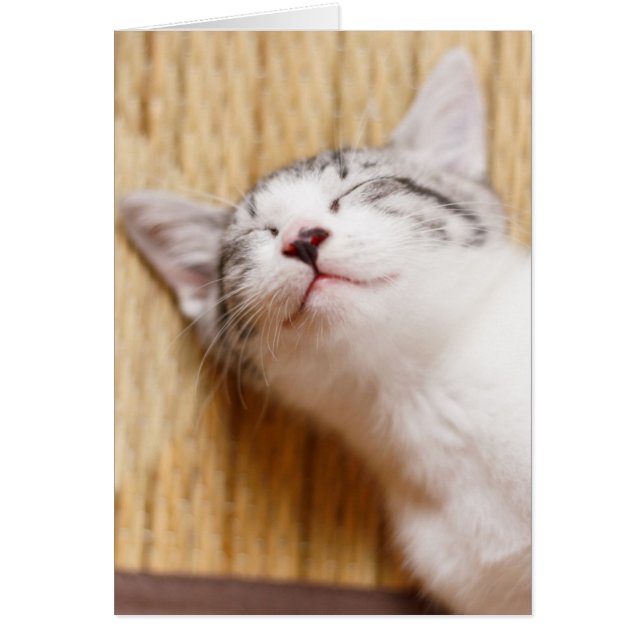 Schlafkitten (Vorne)