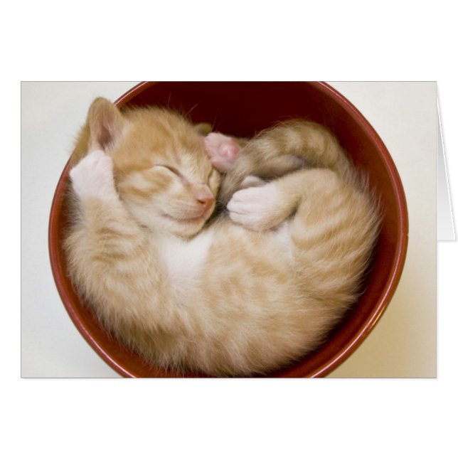 Schlafkitten (Vorderseite (Horizontal))