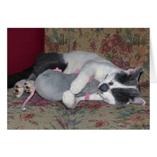 Schlafkitten (Vorderseite (Horizontal))