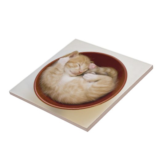 Schlafkitten Fliese (Seite)