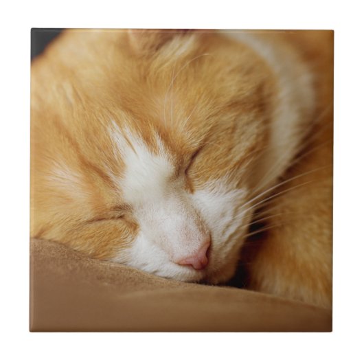 Schlafkitten Fliese (Vorderseite)