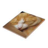 Schlafkitten Fliese (Seite)