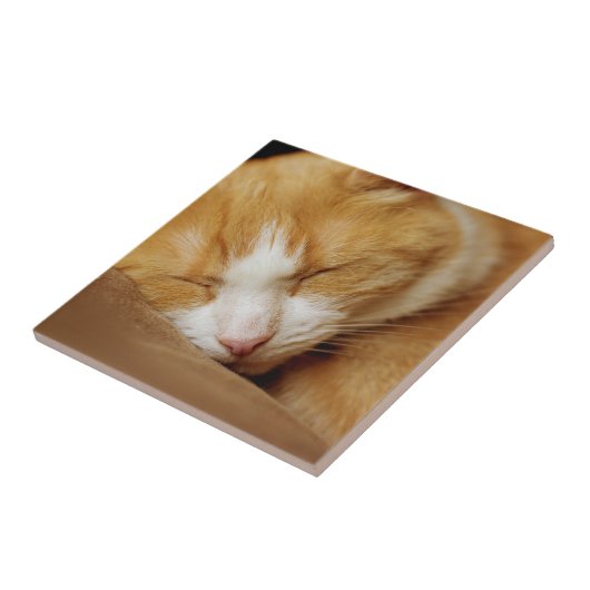 Schlafkitten Fliese (Seite)