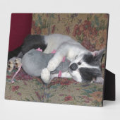 Schlafkitten Fotoplatte (Seite)