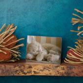 Schlafkitten Fotoplatte (Seite)