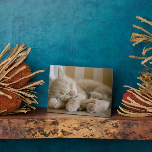 Schlafkitten Fotoplatte (Seite)