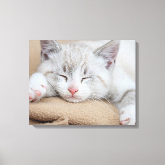 Schlafkitten Leinwanddruck (Vorderseite)