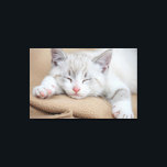 Schlafkitten Leinwanddruck<br><div class="desc">Schlafkitten</div>