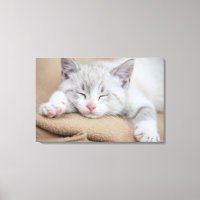 Schlafkitten