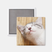 Schlafkitten Magnet (Vorderseite/Rückseite)