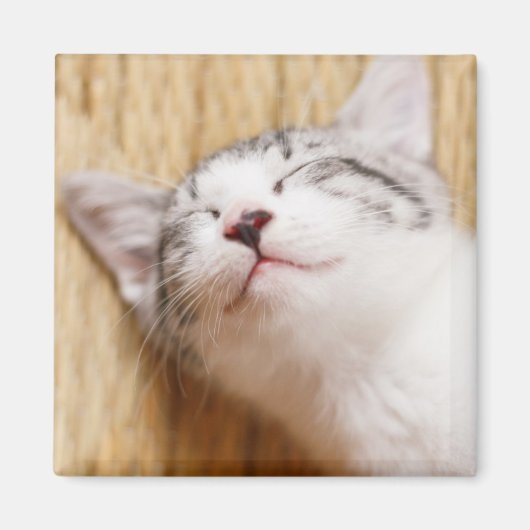 Schlafkitten Magnet (Vorne)
