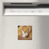 Schlafkitten Magnet (In Situ (Geschirrspüler))