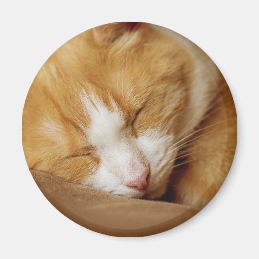 Schlafkitten Magnet (Vorne)