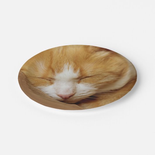 Schlafkitten Pappteller (Schrägansicht)