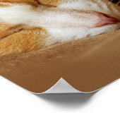 Schlafkitten Poster (Ecke)