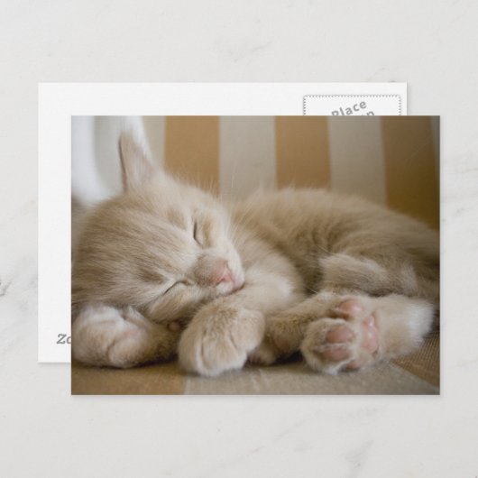 Schlafkitten Postkarte (Vorne/Hinten)