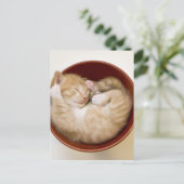 Schlafkitten Postkarte (Stehend Vorderseite)