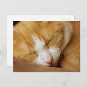 Schlafkitten Postkarte (Vorne/Hinten)