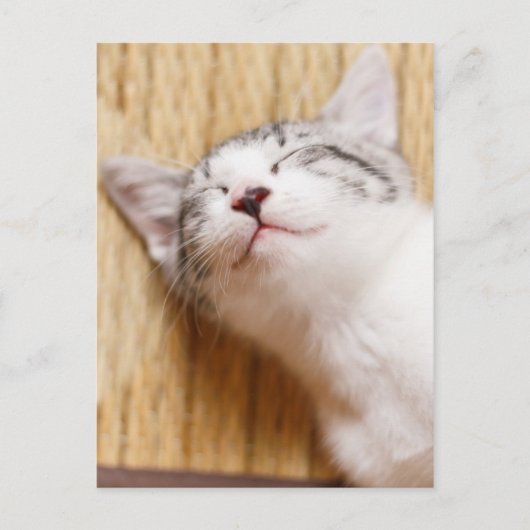 Schlafkitten Postkarte (Vorderseite)