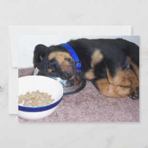 Schlafkopfrottweiler Einladung