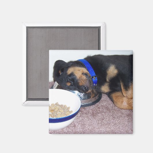 Schlafkopfrottweiler. Magnet (Vorderseite/Rückseite)