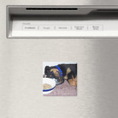 Schlafkopfrottweiler. Magnet (In Situ (Geschirrspüler))