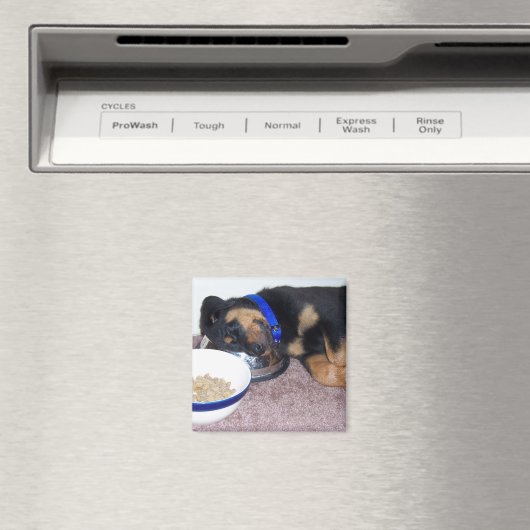 Schlafkopfrottweiler. Magnet (In Situ (Geschirrspüler))