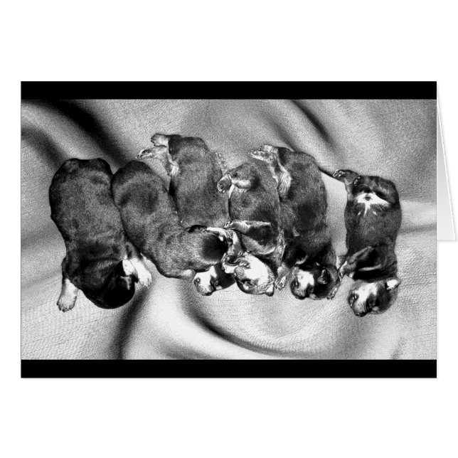 Schlafkopfwelpen (Vorderseite (Horizontal))