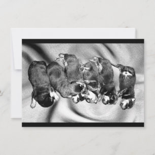 Schlafkopfwelpen Einladung